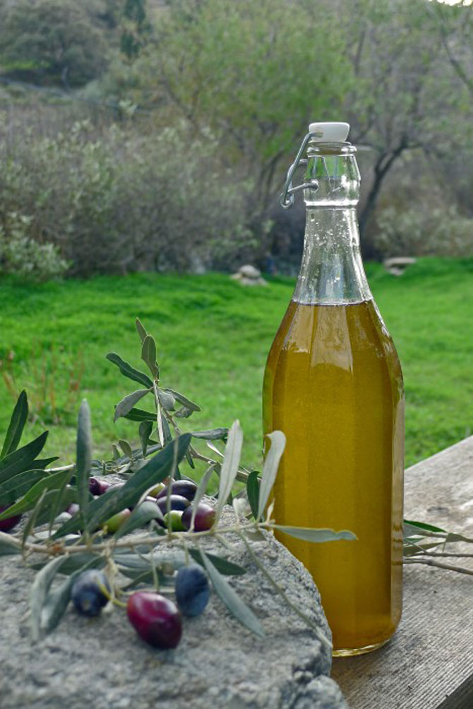 1-012-nov-23-olive-harvest-17670