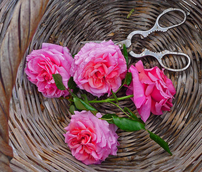 1-roses-basket1-small