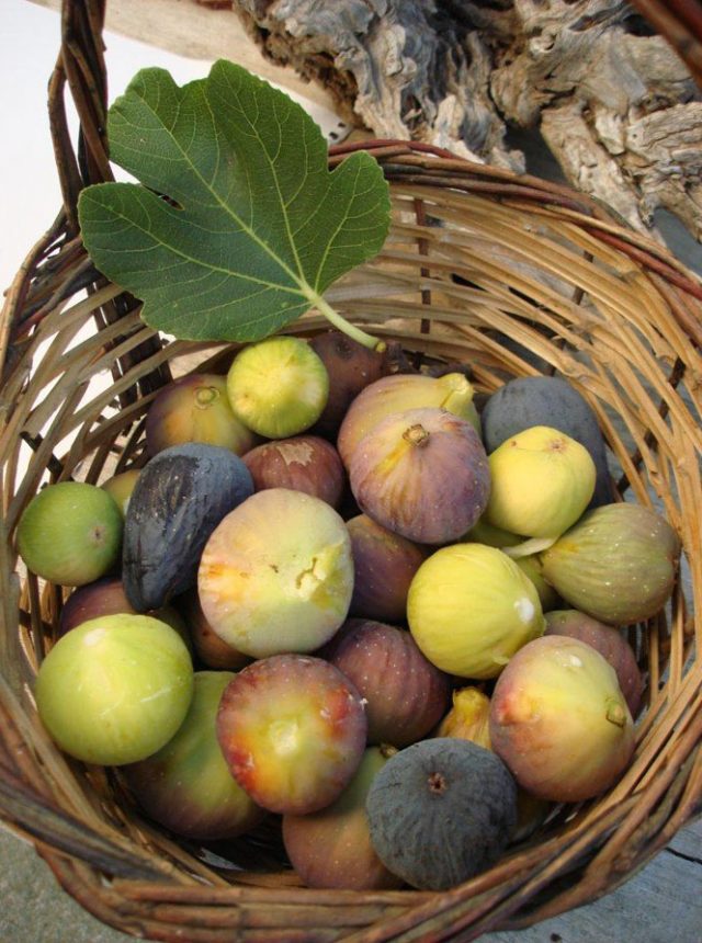 Garden figs