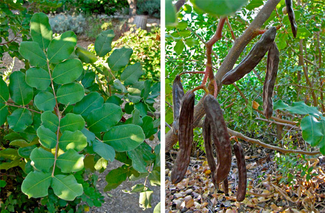 2-carob-tree-ours-small