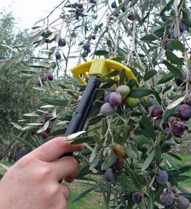 Harvesting the olives with a ‘comb’.