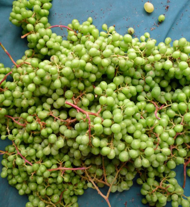 Sour, unripe grapes are traditionally cooked with okra.