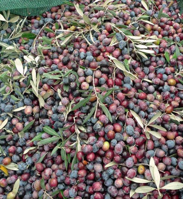 Olives on the matt.