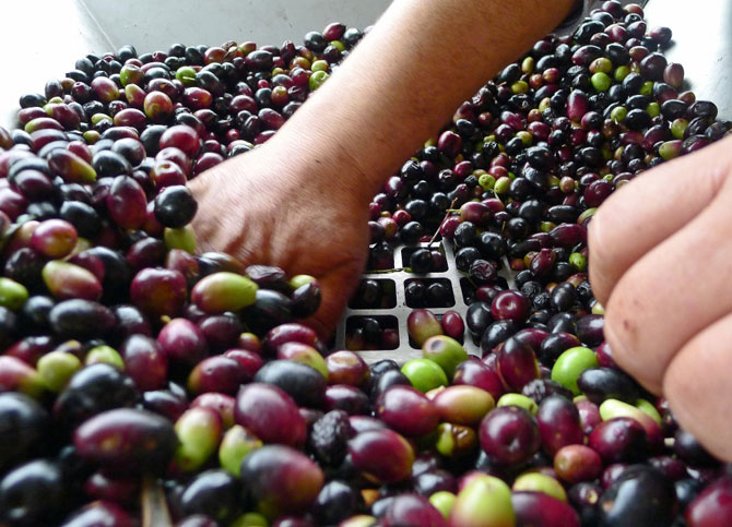 6-012-nov-23-olive-harvest-13670