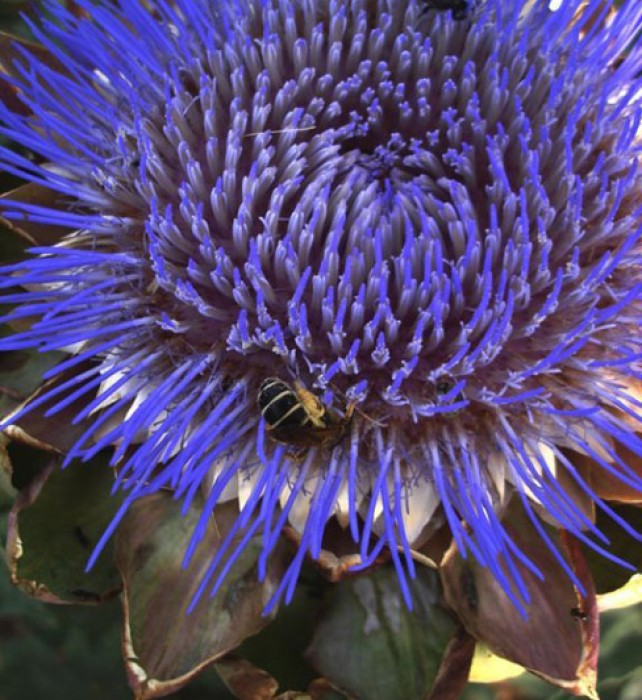 The huge purple artichoke flower that blooms it we fail to eat the succulent edible buds.