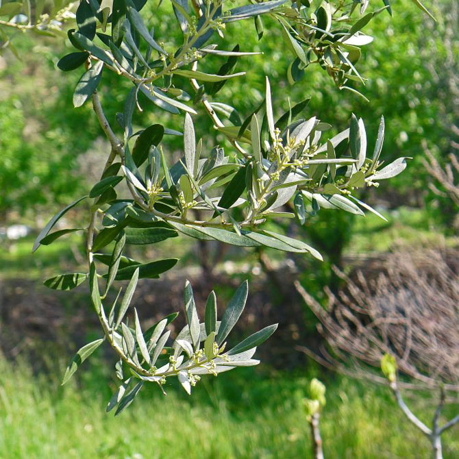 8-olive-blossom