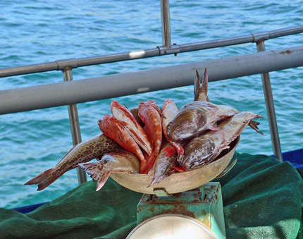 Drakena-etc-for-fish-soup_430
