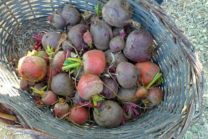 beets_red_yellow