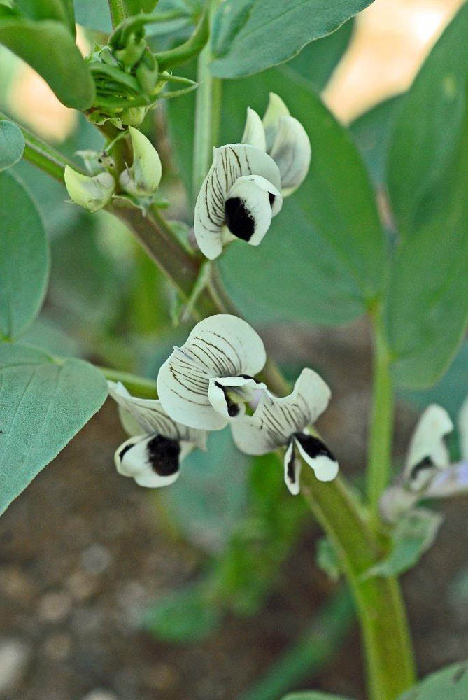 fava_blossom