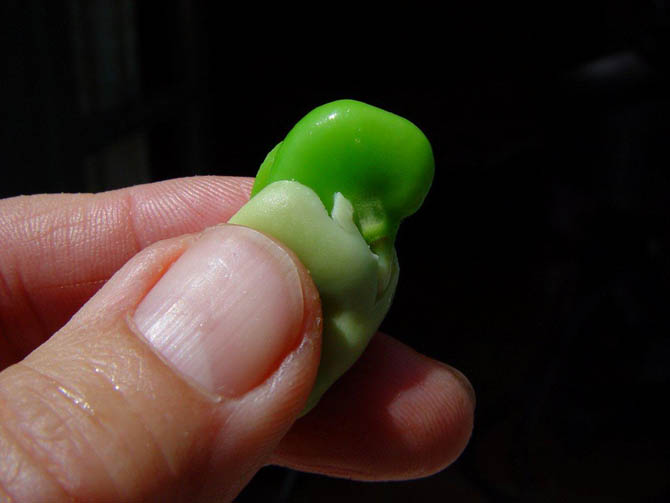 fava_peeling