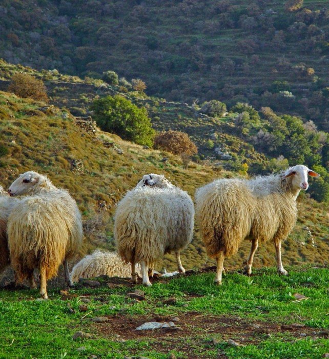 14 sheep Ellinika
