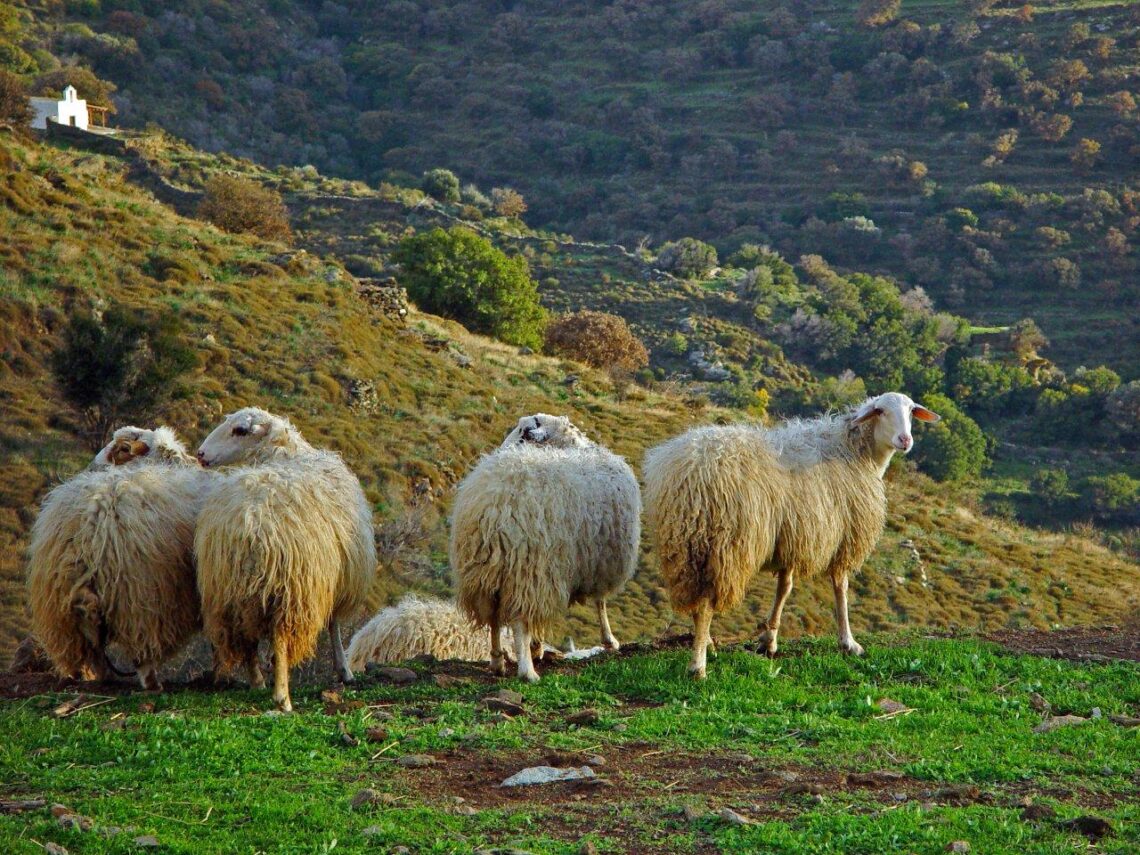 14-sheep-Ellinika.jpg