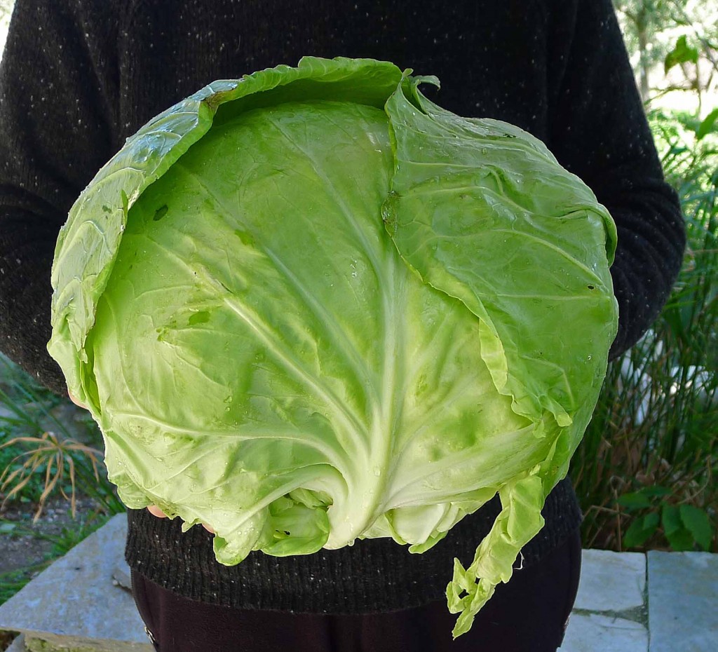 Cabbage 016 S